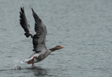 Graugans am Bramfelder See