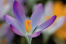 Crocus