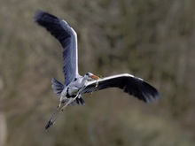 Graureiher (Ardea cinerea)