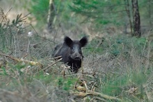 Wildschwein ND