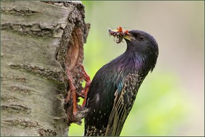 „Bunter Cocktail“