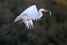 Silberreiher im Flug