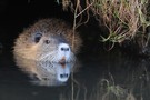 Die Nutria