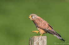 Der Kleine mit den grossen Krallen