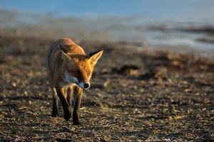 Fuchs am Strand am Morgen