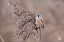 Bartmeise (Panurus biarmicus)-männlich