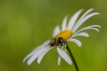 Wildbiene im Morgentau