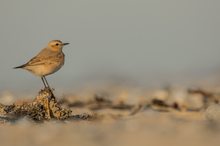 Isabellina - sogar auf Helgoland eine Rarität