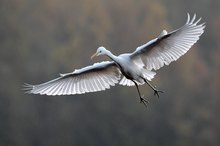 Silberreiher im Flug