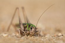 Etwas Grün im Sand...