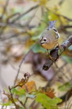 Wintergoldhähnchen