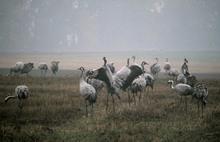 Die Vögel des Glücks bei Pech mit dem Wetter