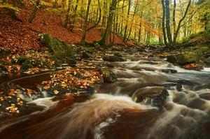 Goldener Herbst