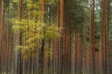 Herbst im Kiefernwald