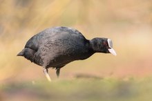 Ein Allerweltsvogel