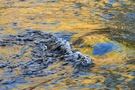 Wasser, Laub und blauer Himmel