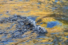 Wasser, Laub und blauer Himmel