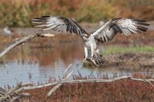 Fischadler im Flug mit Beute