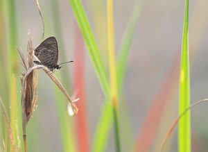 Kleiner Wanderbläuling (Leptotes pirithous) im Gras