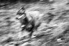 canis lupus