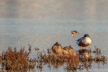 Drei Enten  und eine weitere Dame