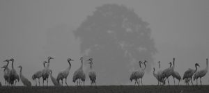 Glücksvögel im Nebel