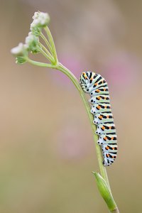 Schwalbenschwanz (Papilio machaon)