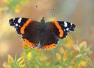 Admiral (Vanessa atalanta)