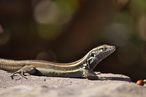 Kleine Kanareneidechse auf einer Natursteinmauer