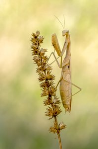 Mantis religiosa