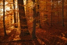 Herbstwald