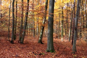 Farblicher Höhepunkt