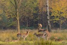 Der Höhepunkt der Damwildbrunft ist erreicht...