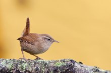 Ein kleiner König