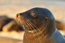 nicht Helgoland