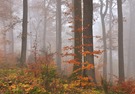 Buchenwald im Nebel