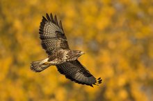 Bussard