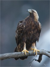 Steinadler Weibchen