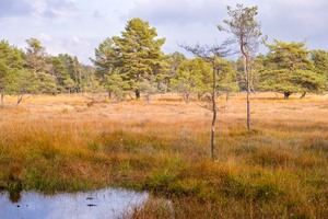 Herbst im Heidemoor 2. Versuch