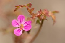 Storchschnabel im Herbstkleid