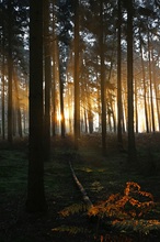 Fichtenwald in der Wankumer Heide