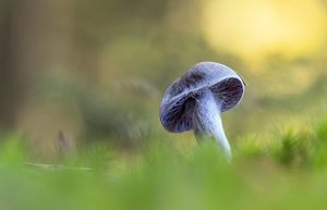 Passend zur Jahreszeit