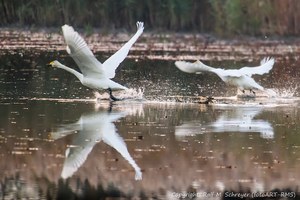 fliegender Start