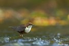 wasseramsel auf herbstlicher bühne