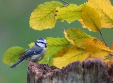 Blaumeise vorm Herbstlaub...