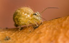 Kugelspringer (Sminthurus_cf_viridis) Körpermaß stolze 1mm