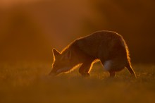 Fuchs im Abendlicht