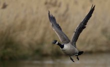 Kanadagans (branta canadensis)