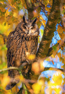 "Golden Owl"
