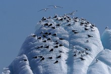 Treffpunkt Eisbergspitze